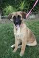 Friends Of Orange County's Homeless Pets | Pet Tales