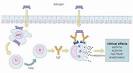 Animation on histamine release and antihistamines mechanism of ...