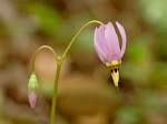 shooting star flower - via Daymix