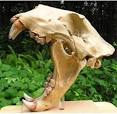 American Lion Fossils with Facts and Pictures.