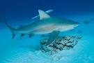Bull shark information and pictures of bull sharks