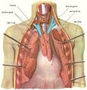 serous <b>membranes</b>