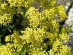 File:<b>Isatis</b> tinctoria02.JPG