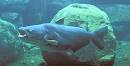 Ictalurus furcatus