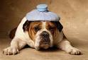 Signs of sick dog