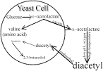 Beer Me! Down With Diacetyl!