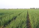 Onion crop, Broom, Beds - via Daymix