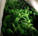 Buy Quality SALVIA Divinorum: Diviner's Sage from Bouncing Bear ...
