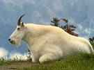 Mountain Goats, Mountain Goat Pictures, Mountain Goat Facts ...