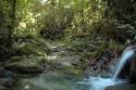 Atlantic Rainforest - Eco-farm Brazil
