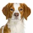 Brittany Spaniel Dog breed training