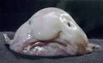 world's oddest animals