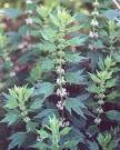 <b>Leonurus</b> cardiaca L.