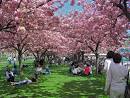 and blossoms of cherry