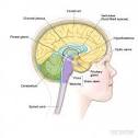 Childhood Brain Stem Glioma Treatment, Masonic Cancer Center ...