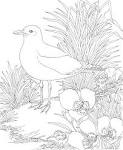 Seagull coloring page