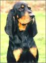Breed information - Black and Tan Coonhound