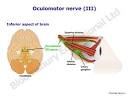 The <b>oculomotor nerve</b> is