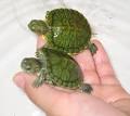 10 Dangerous Exotic Pets | Top 10 Lists | TopTenz.