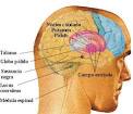 <b>sistema nervioso central</b>