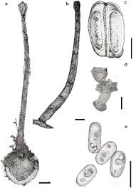 Image result for Dematium atropurpureum