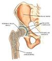 <b>Hip Joint</b>, Pelvic Bone,