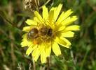 TQ1180 : Honey bee on bristly - via Daymix
