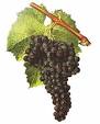 Mourvedre pronunciation