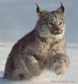 Lynx | Wild Things Unlimited