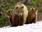 Bears Wallpapers | Best Top Desktop HD Wallpapers