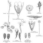 <b>Droseraceae</b> Salisb.