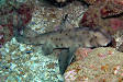 Horn shark - Wikipedia, the free encyclopedia
