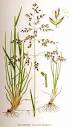 Kentucky Bluegrass (<b>Poa</b>