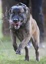 K-9 Congressional Medal of Honor Hoax
