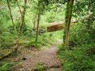 Deep within the rainforest - via Daymix