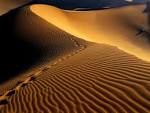 Footprints Namib Desert Namibia Africa picture, Footprints Namib ...