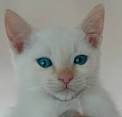 Colorpoint Shorthair - Cat Facts