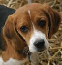 Beagle Dog Breed - PetInfopedia.