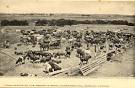 Cattle Ranch near Oberlin KS 1910