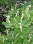 Clethra acuminata (<b>Clethraceae</b>) image 7643 at PlantSystematics.