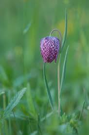 Ulrich Kreidenweis. Schachbrettblume - image::Ulrich_Kreidenweis_schachbrettblume_schachblume_meleagris_fritillaria