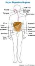Sigbio: VAT Nervous System