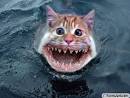 bobjenz blog, Catshark!