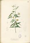 File:<b>Cajanus</b> cajan