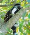 Primate Factsheets: Black-and-white colobus (