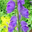The poison, aconitine, is an Alkaloid Toxin, and has been linked to murders - via Daymix