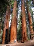 Sequoia NP // McNeilorama
