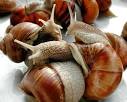 Gourmandise de mr le marquis: Snails - Escargots - Schnecken.......