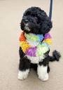 Obama's Dog and Lover Fly In