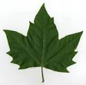 feuille pronunciation